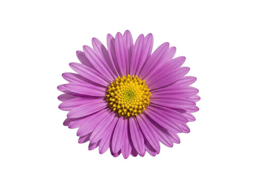 A beautiful purple aster flower with a bright yellow center in full bloom isolated on transparent background