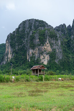 Rural Landscape with Cows