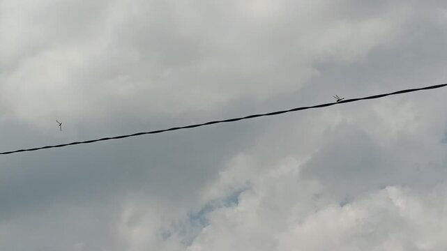 Dragonfly Perched on An Outdoor Electric Wire Against Cloudy Sky Background