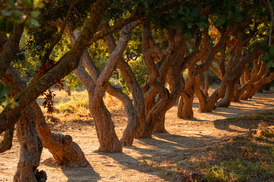 Traditional Mastic tree trunks with incised bark, mastic gum  production on a plantation on Chios island.