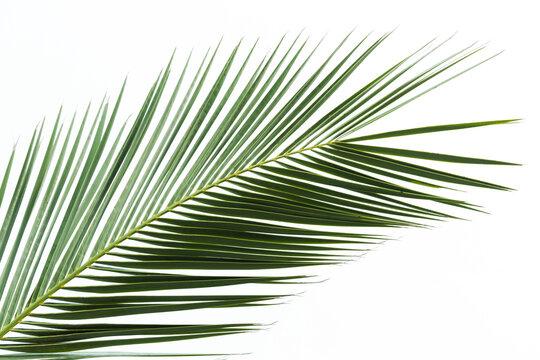 Isolated single green palm frond on a clean white background, showcasing sharp linear texture and tropical foliage. Minimal botanical image ideal for summer, nature, design, spa, eco-themed projects