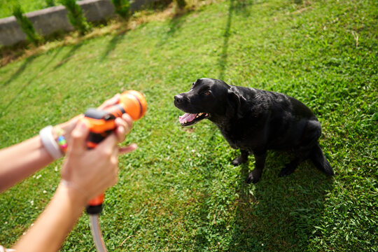 Person bathing black Labrador dog with garden hose
