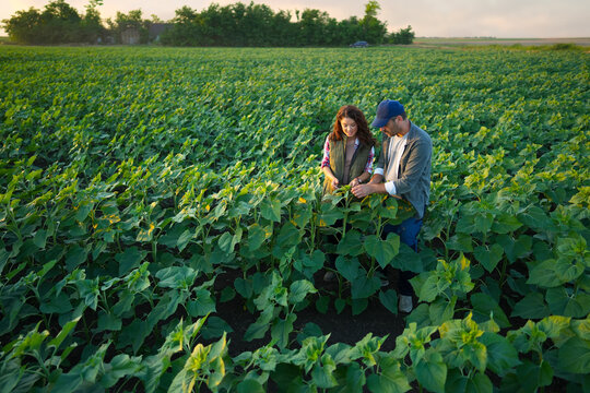 Inspecting Crops in the Field