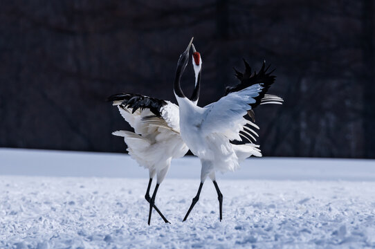 Red-crowned crane