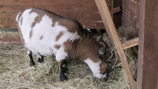 A domestic brown, white, and black spotted goat with horns eating dry hay inside a wooden barn pen.