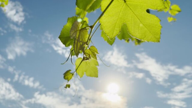 Delicate grapevine leaves and tendrils dangle against a bright, sunny sky. This serene scene evokes feelings of warmth, hope, and the gentle beauty of nature.