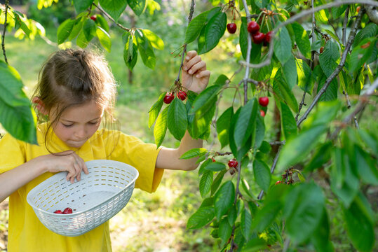 Child are picking red cherries from a tree in the garden