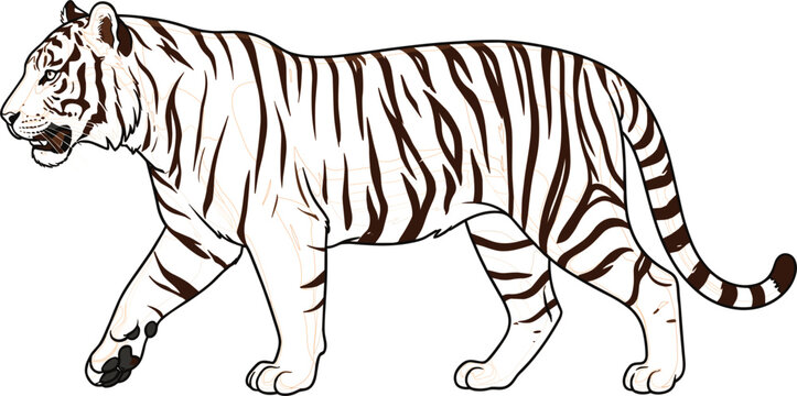 Hand drawn tiger vector illustration walking side view profile with detailed stripes lines isolated on white background