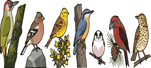 European Forest Songbirds Icon Set Featuring Green Woodpecker, Chaffinch, Yellowhammer, Nuthatch, Long-Tailed Tit, Crossbill, and Song Thrush Vector Illustrations for Nature Designs © Anisur