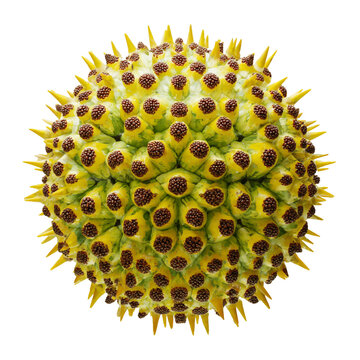 Pandan fruit displays a textured surface with spikes and patterns.