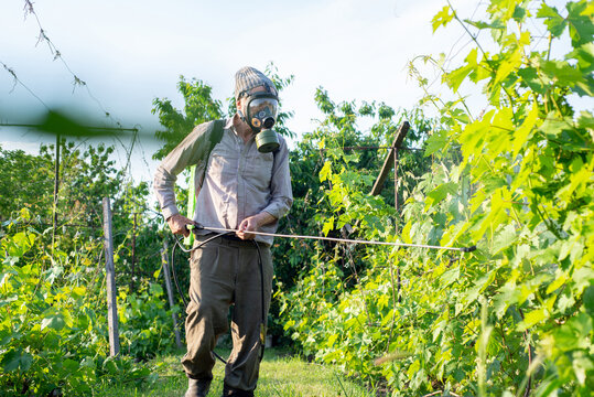 Gardener sprays the vineyard with pesticides