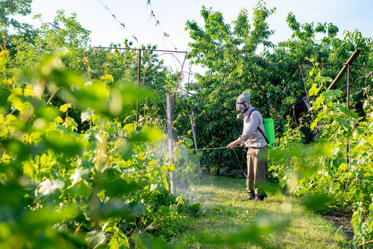 Gardener sprays the vineyard with pesticides