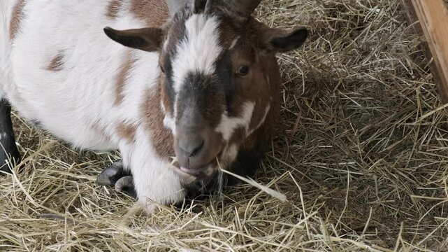A domestic brown, white, and black spotted goat with horns eating dry hay inside a wooden barn pen.