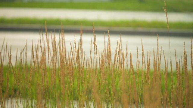 Tall golden rice grasses sway gently in the foreground. Blurred white car moves past the plants. Green fields stretch into the distance. Ideal for farming or rural lifestyle projects