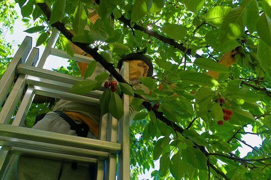 Cherry Picking