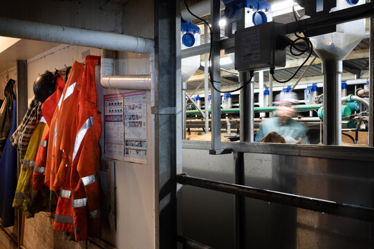 Veterinarian Working on Dairy Platform At Night