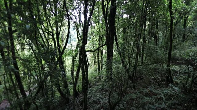 A nature-themed video background from a high mountaintop, offering panoramic views of the surrounding landscape, mist, trees, sunset, and cool, refreshing air during an adventurous travel experience.