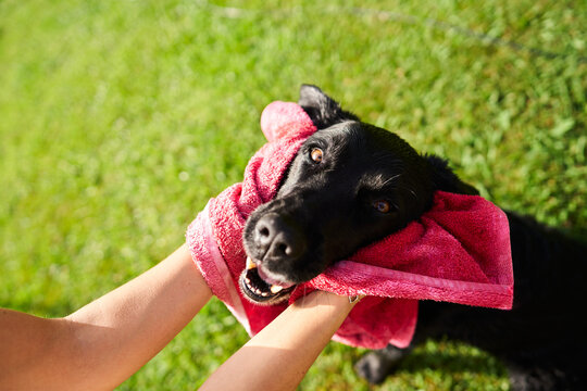 Owner drying black dog head with towel