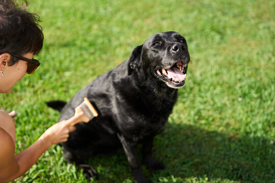 Owner grooming happy black Labrador retriever dog in garden