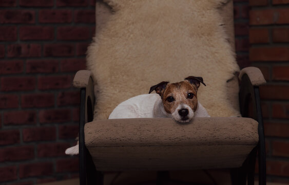 Senior Jack Russell Terrier Dog Resting on Rocking chair in Cozy Rustic Home Interior