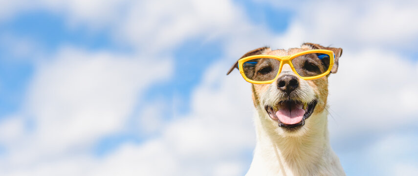 Happy Dog Wearing Sunglasses Against Sky for Summer Vacation Travel Banner with Copy Space
