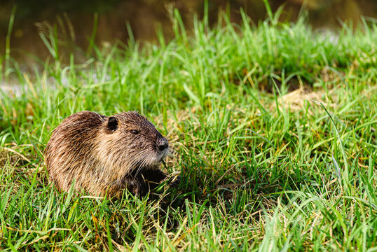 Nutria (Myocastor coypus) eating grass in wetland ecosystem riparian habitat