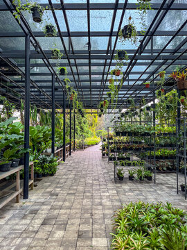 Display of diverse green and ornamental plants arranged on shelves and hanging planters, showcasing attractive options for decorating homes, offices, gardens, and indoor spaces.