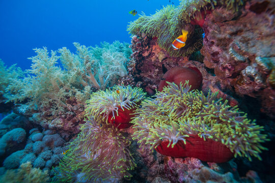 Beautiful magnificent sea anemones with red bases and clownfish on a coral reef underwater
