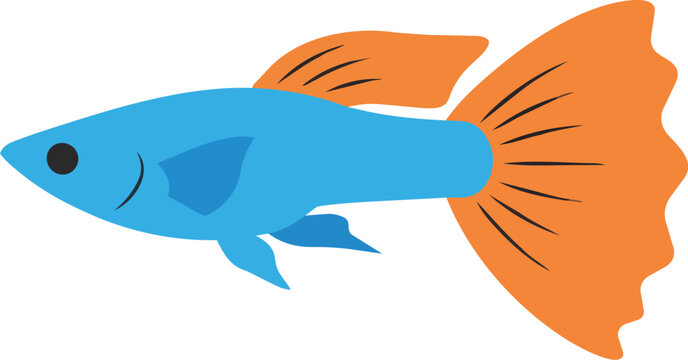Isolated guppy fish with blue body and orange tail fin, vibrant colors ideal for aquarium life illustrations, pet store designs