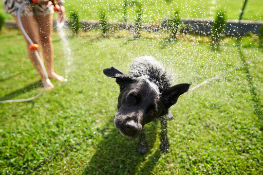 Black dog shaking water after a bath