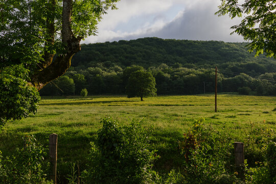 Green field with single tree and forest in background
