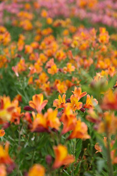 Field of Zinnias