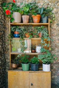 A shelf with indoor plants.