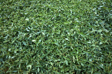 Fototapeta premium Green soybean foliage canopy field seen from top view creates dense lush organic pattern useful as agricultural botanical backdrop.