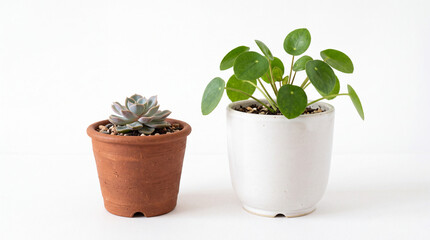 Fototapeta premium Small Potted Succulent and Green Houseplant Isolated on White Background