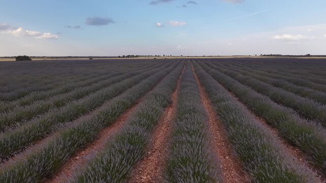Scenic aerial view flying over lavender field