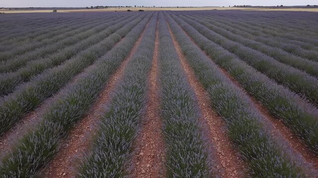 Scenic aerial view flying over lavender field