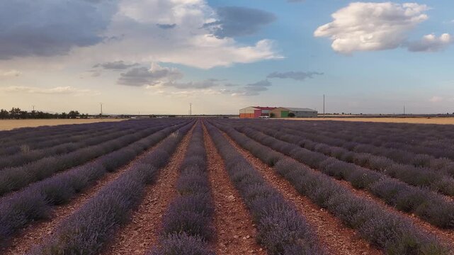 Vast lavender field plantation in brihuega at sunset