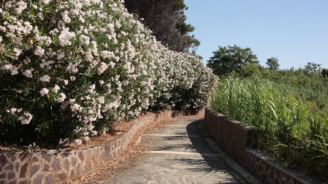 Stone paved path winding through blooming pink oleander bushes and green plants in a sunny Mediterranean park, Calabria, Italy
