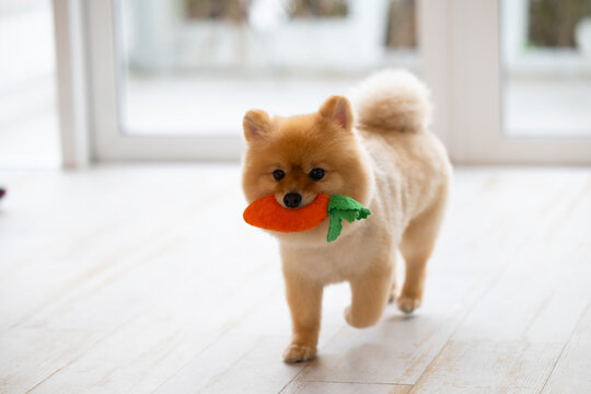 Cute Pomeranian dog was running around the house with a carrot toy in its mouth