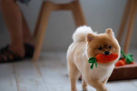 Cute Pomeranian dog was running around the house with a carrot toy in its mouth