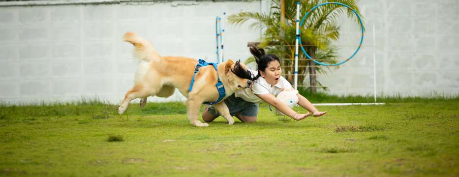 dog run into child, knocking them down. Golden retriever running on the lawn. Happy dog plays and runs in park with green grass. outdoor activity. Asian girl fall down. Accident