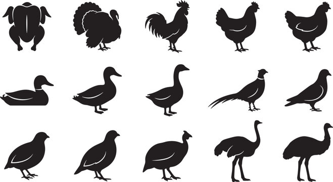 Set of farm and wild bird silhouettes including chicken turkey duck goose and ostrich vector icons