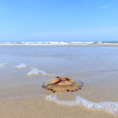 Beautiful jellyfish on the North Sea beach of Terschelling © Dan Photo Shaman
