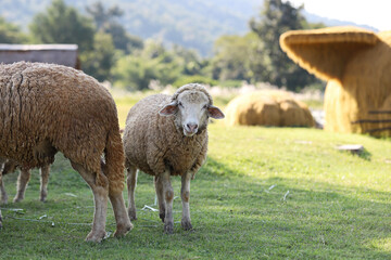 Fototapeta premium Merino sheep standing on green grass and looking at camera in sunny farm pasture with straw bale in background. Rural animal husbandry and countryside livestock concept.