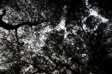 Fototapeta premium tree bark texture