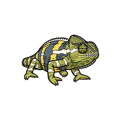 Fototapeta premium Detailed vector illustration of a colorful striped chameleon reptile isolated on a white background