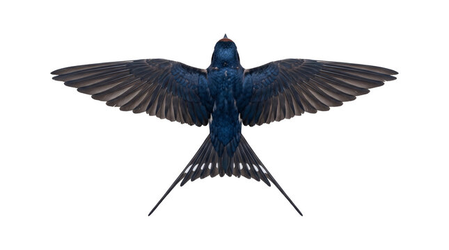 Barn swallow bird flying overhead showing top wing plumage and long forked tail isolated on transparent background.