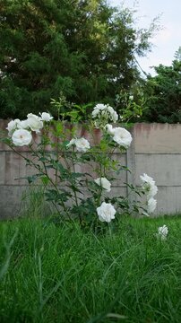 White rose bush blooming in a green garden near a fence. Summer garden, floral background, white flowers. High quality 4k footage.