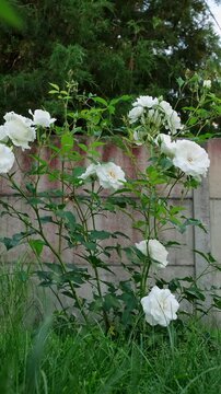 White rose bush blooming in a green garden near a fence. Summer garden, floral background, white flowers. High quality 4k footage.